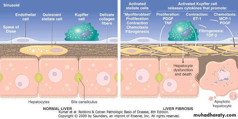 LIVER