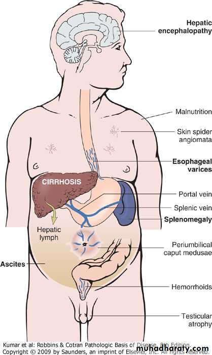 LIVER