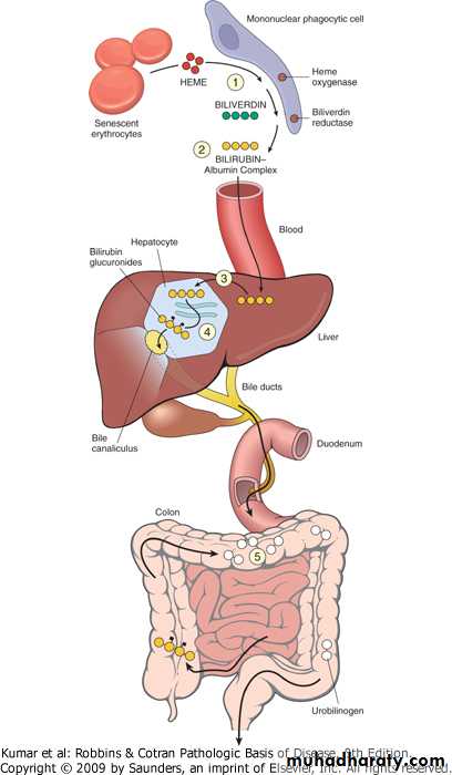 LIVER