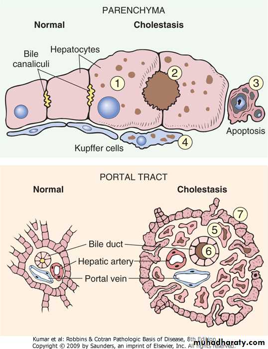 LIVER