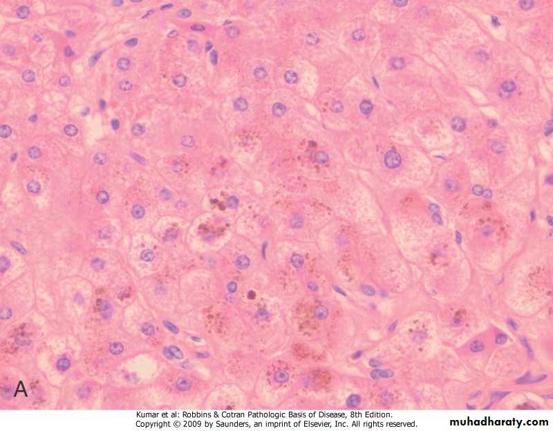 LIVER