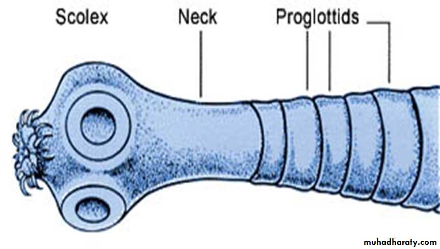 Cestodes