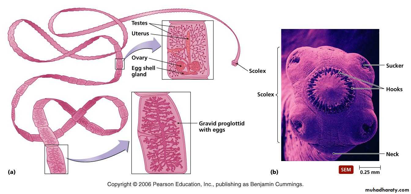 Cestodes