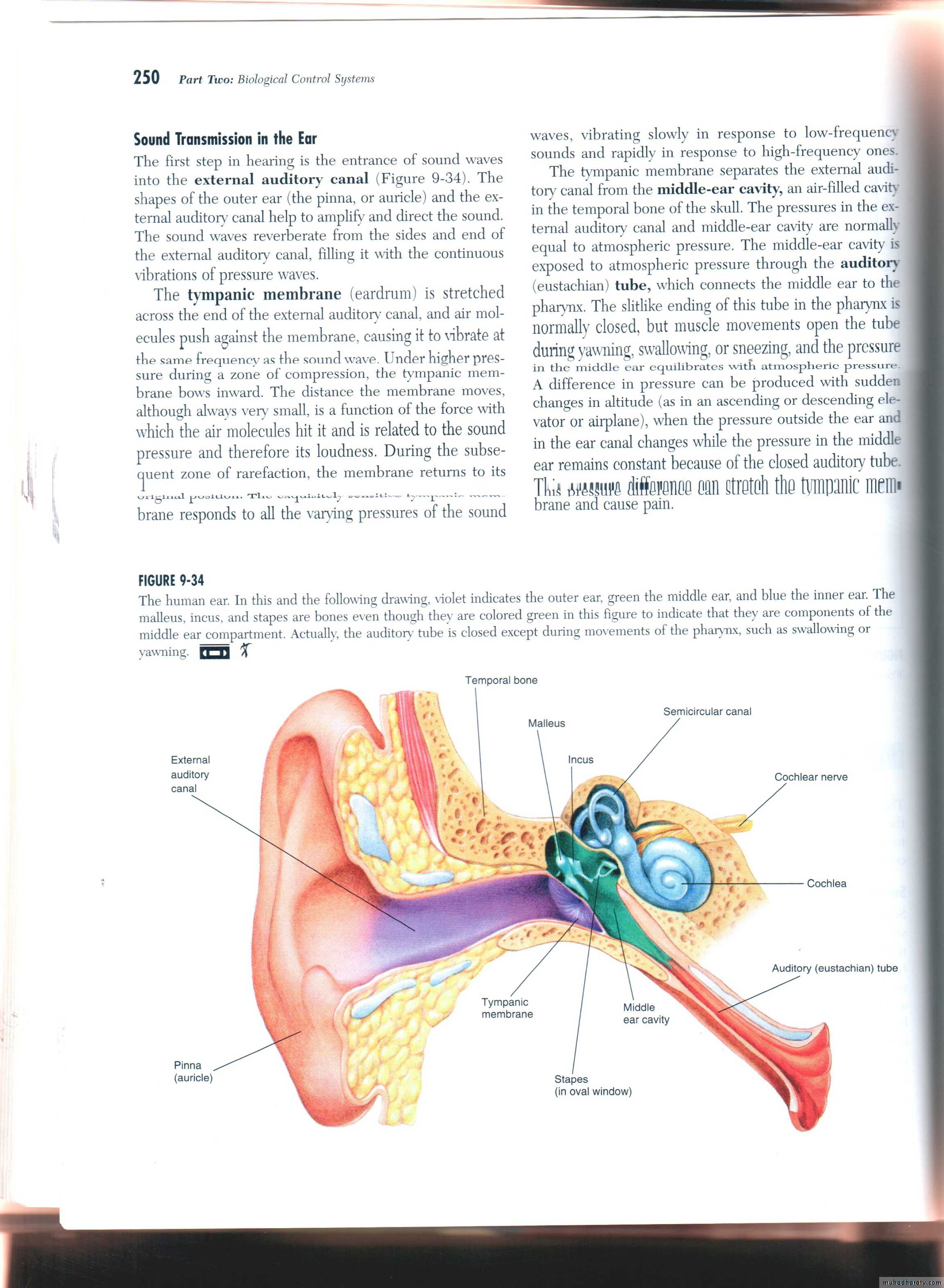 Auditory system test