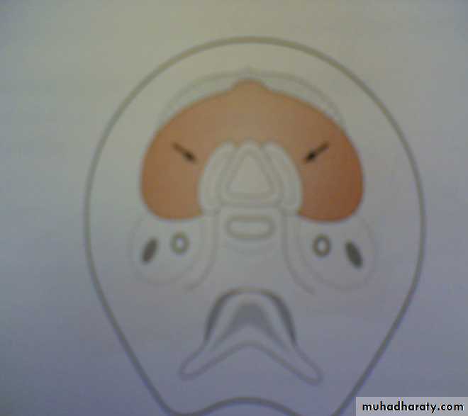 thyroid gland