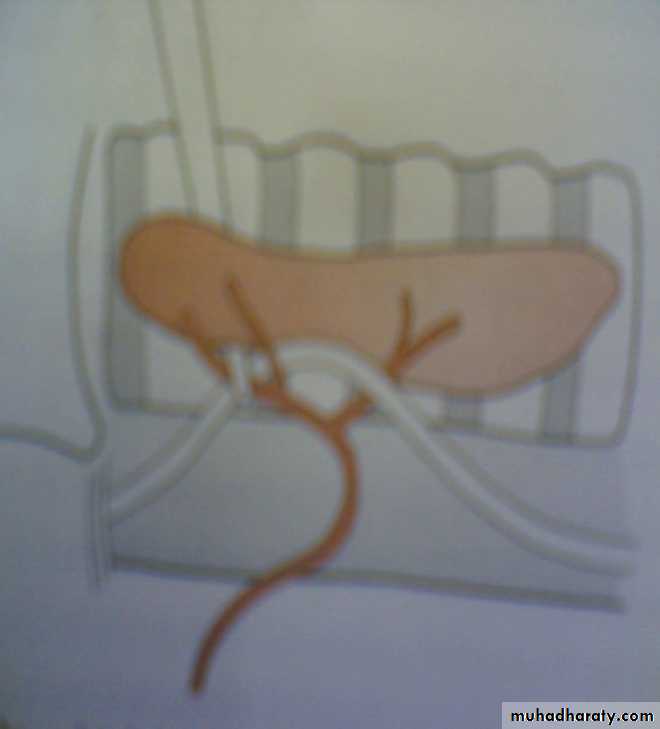 thyroid gland