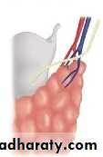 thyroid gland