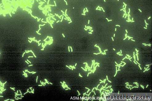 Diagnostic microbiology and