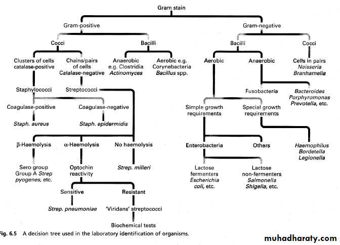 Diagnostic microbiology and
