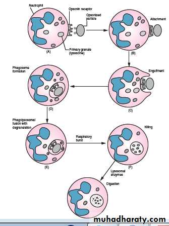 inflammation
