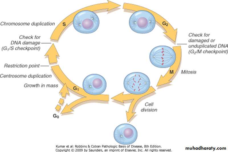 Oncology