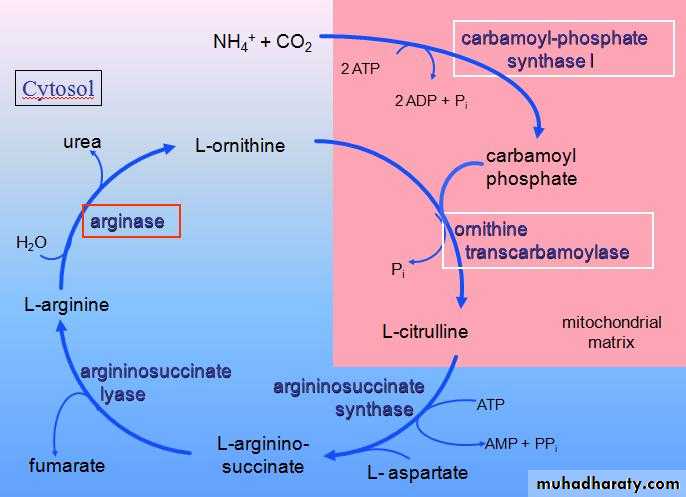 Urea Cycle