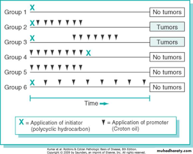 Oncology