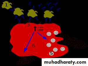 Allergic Diseases