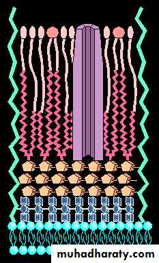 antimicrobial drugs