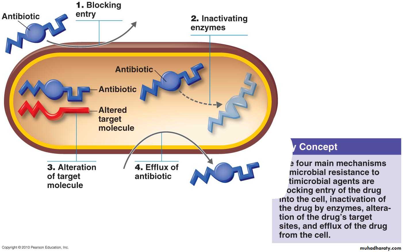 antimicrobial drugs