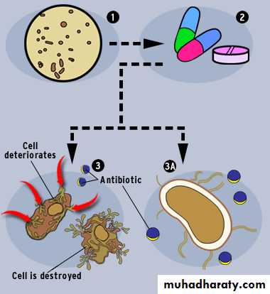 antimicrobial drugs