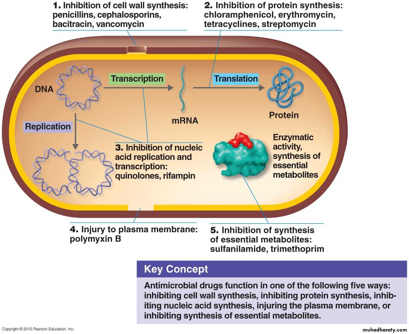 antimicrobial drugs