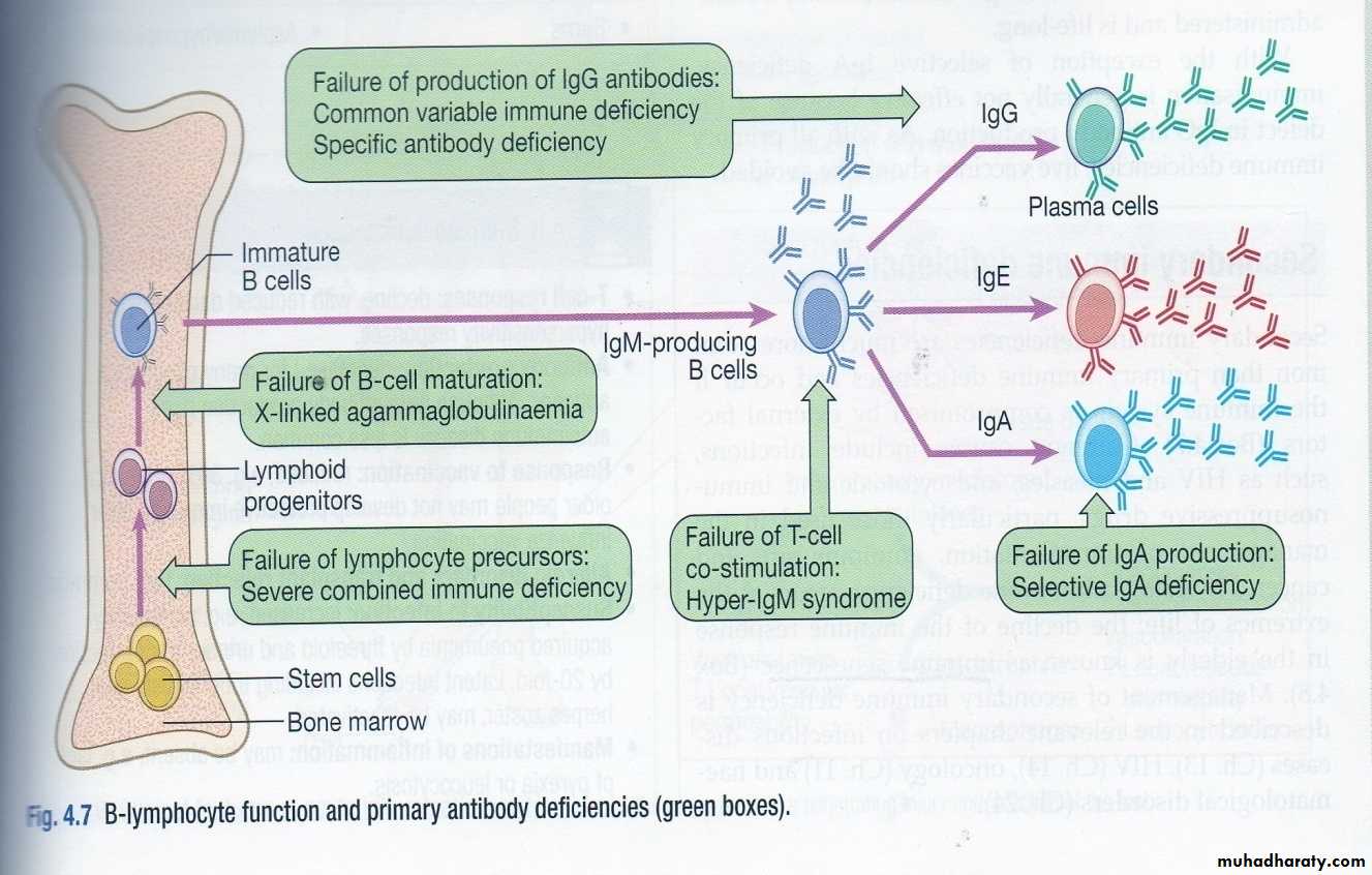 IMMUNE DEFICIENCY