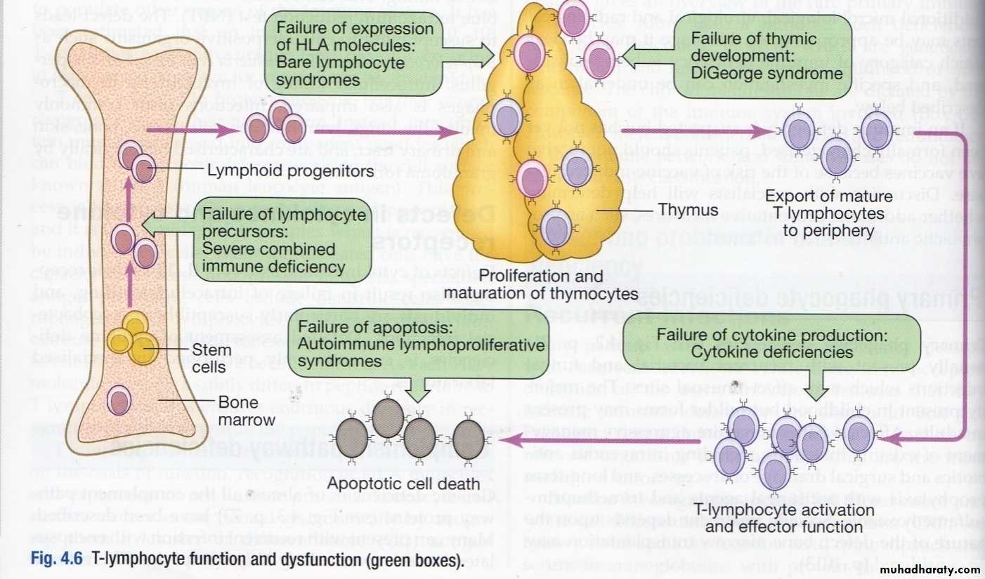 IMMUNE DEFICIENCY