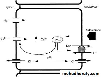 diuretics