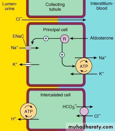 diuretics