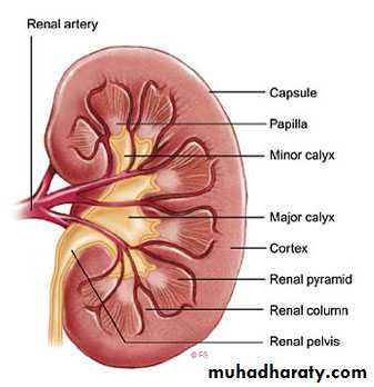 diuretics
