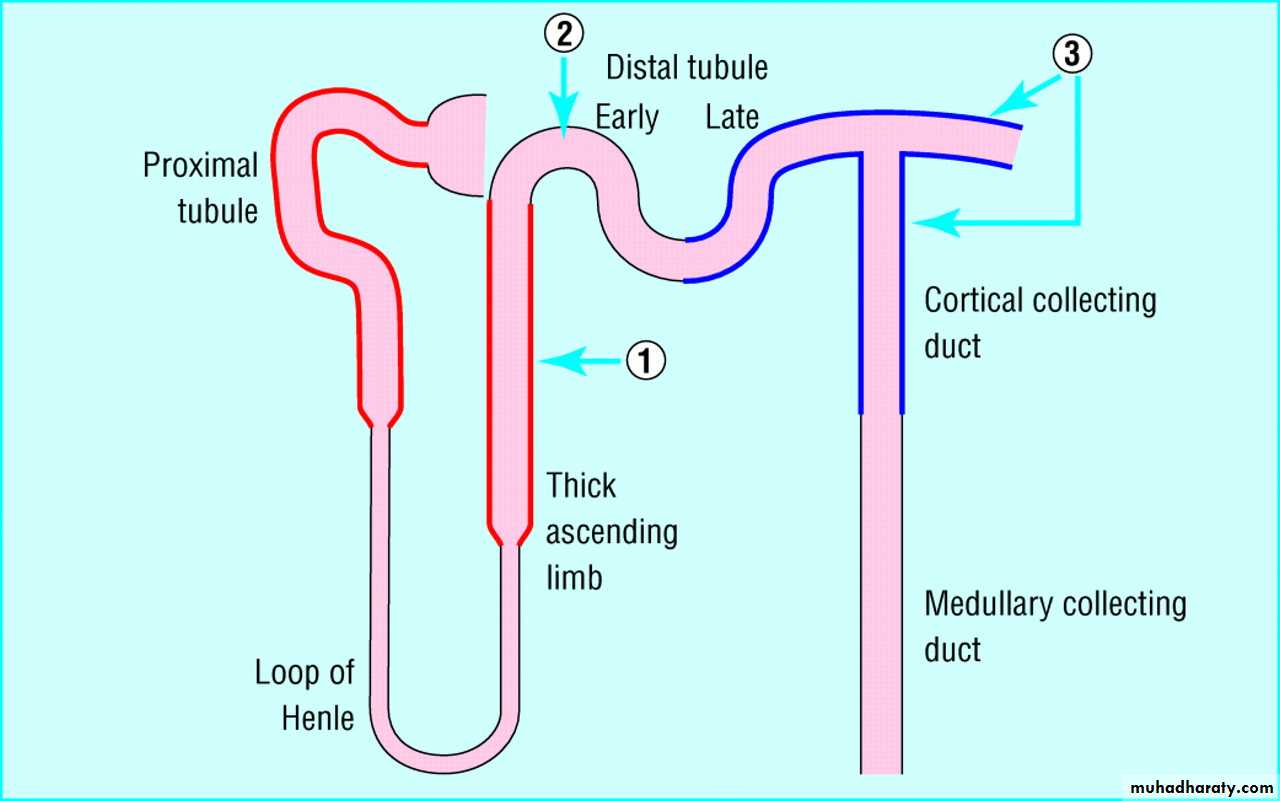 diuretics