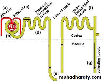 diuretics