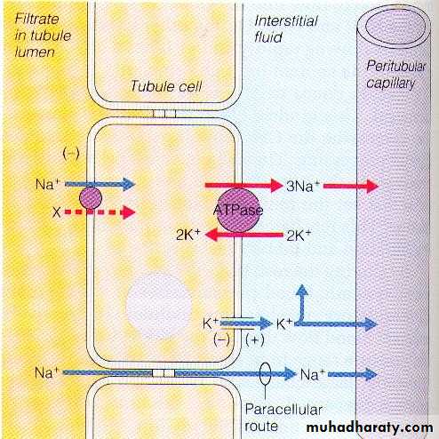 diuretics
