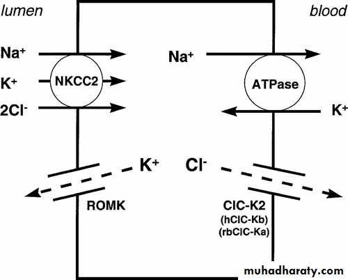 diuretics