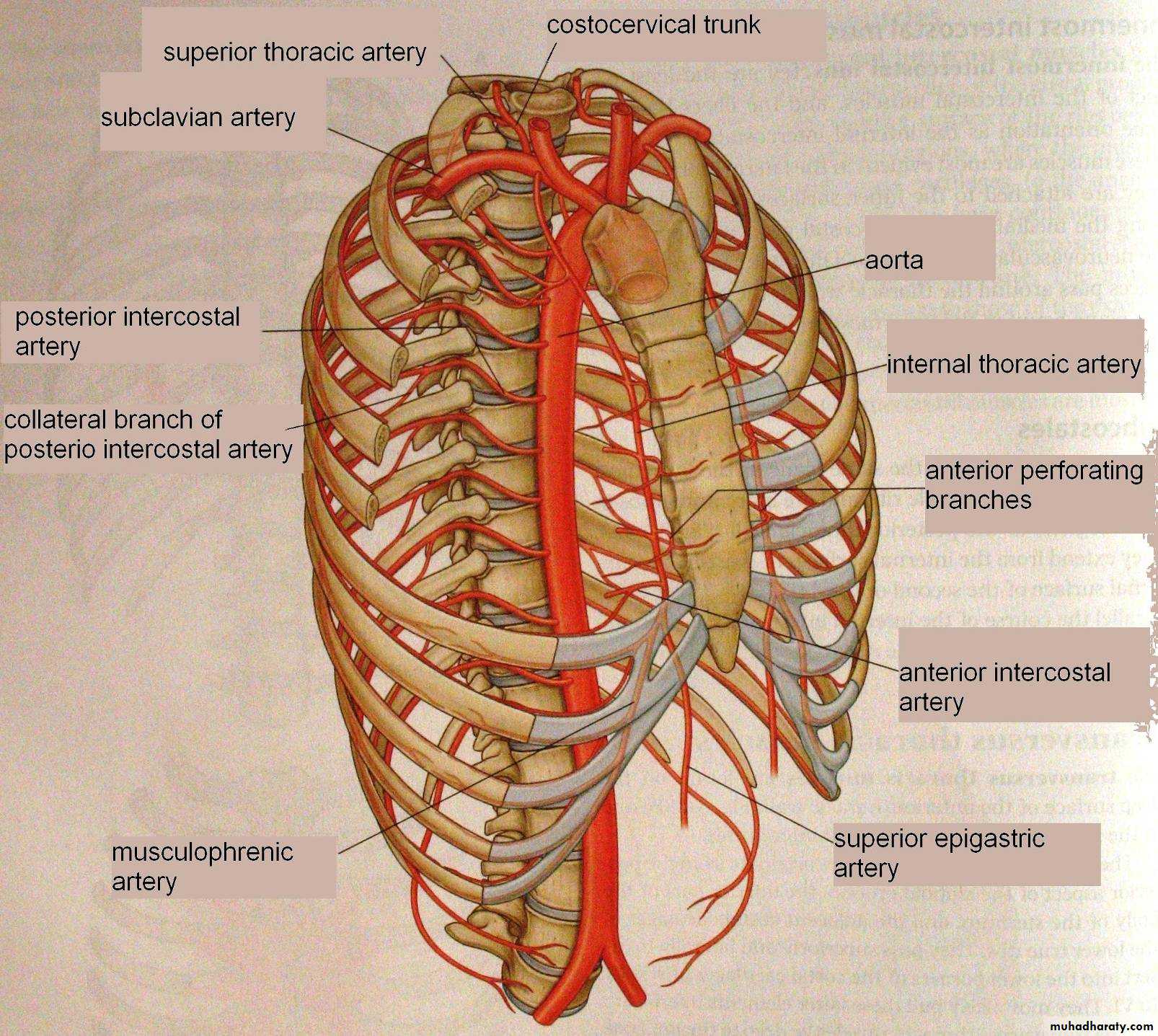 2nd Lecture The Intercostal Muscles
