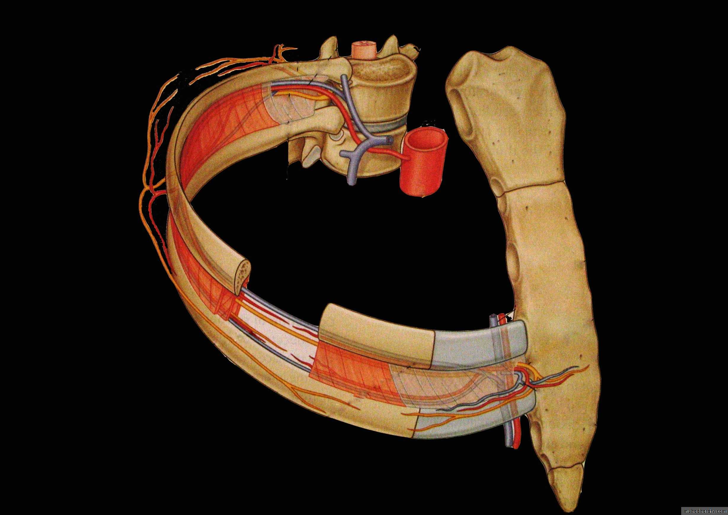 2nd Lecture The Intercostal Muscles