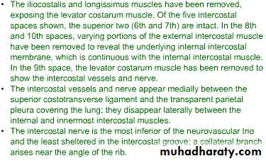 2nd Lecture The Intercostal Muscles