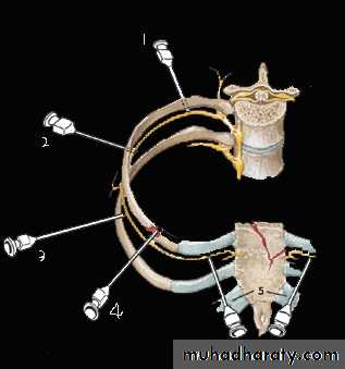 2nd Lecture The Intercostal Muscles