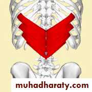 2nd Lecture The Intercostal Muscles