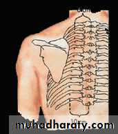 2nd Lecture The Intercostal Muscles
