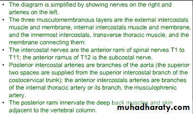 2nd Lecture The Intercostal Muscles