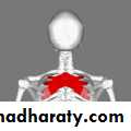 2nd Lecture The Intercostal Muscles
