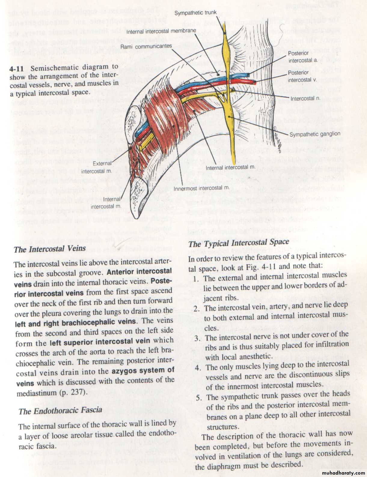 2nd Lecture The Intercostal Muscles