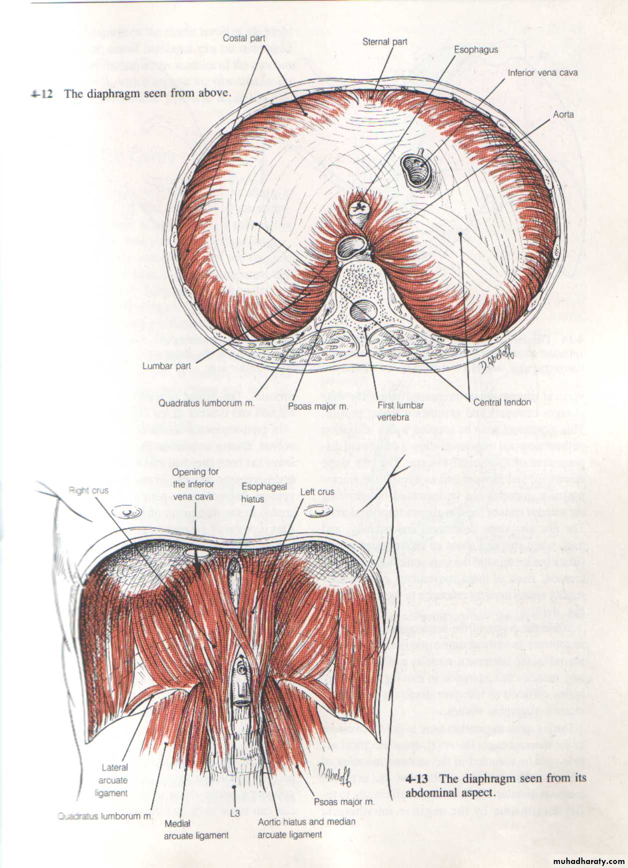 3rd Lecture Diaphragm 2014
