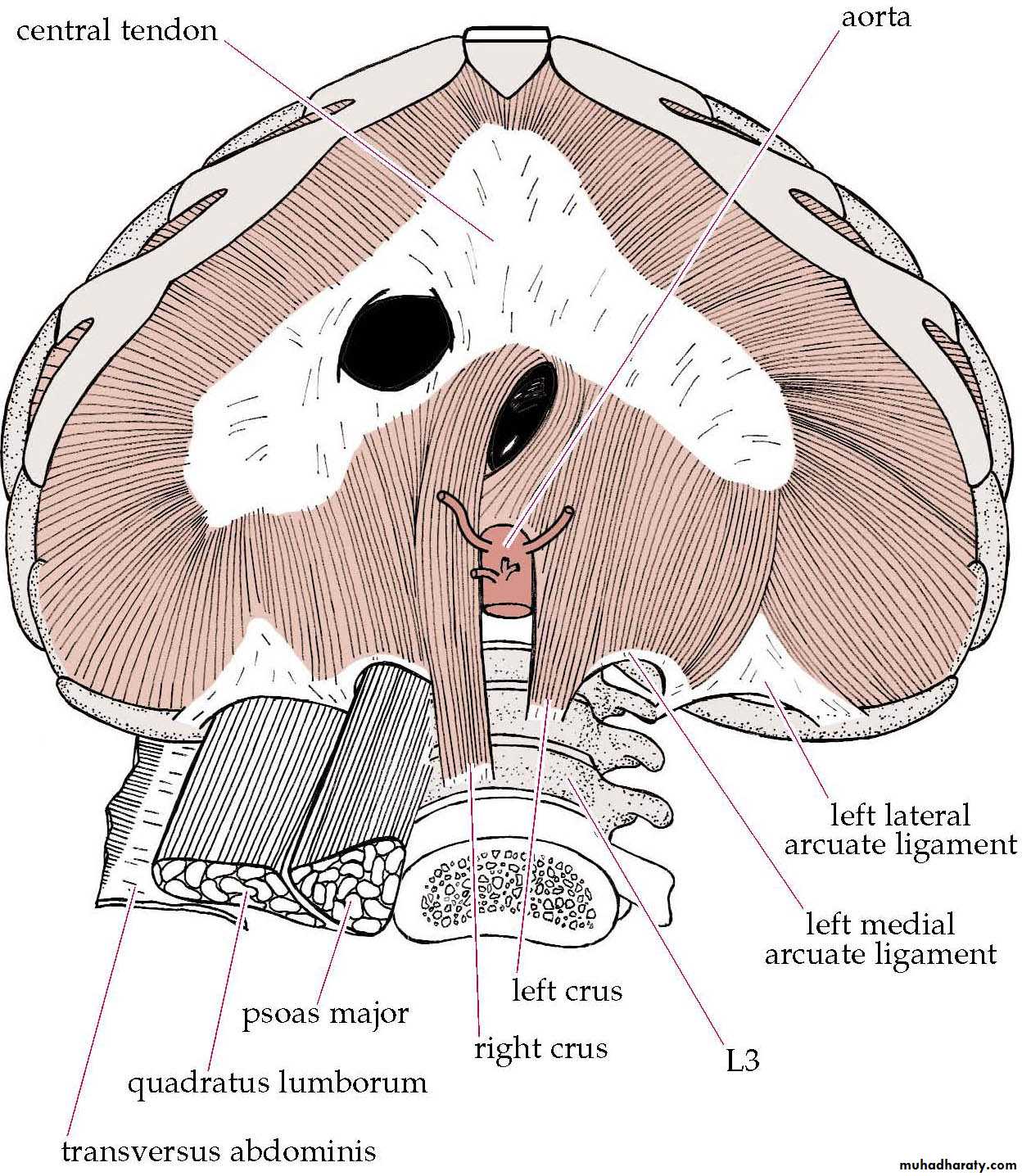 3rd Lecture Diaphragm 2014