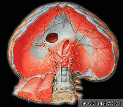 3rd Lecture Diaphragm 2014