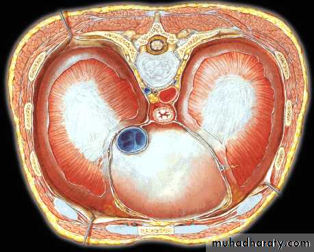 3rd Lecture Diaphragm 2014
