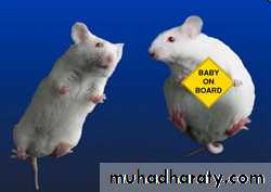 diabetes mellitus in pregnancy