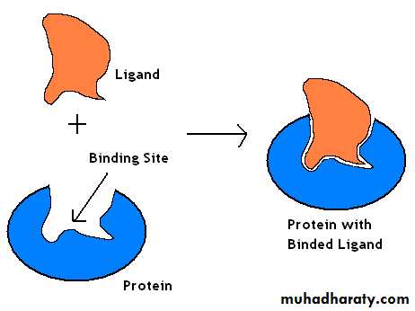 lab Drug Develpment