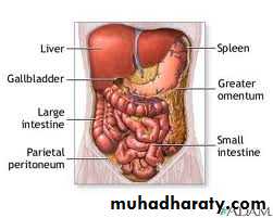 Peritoneum