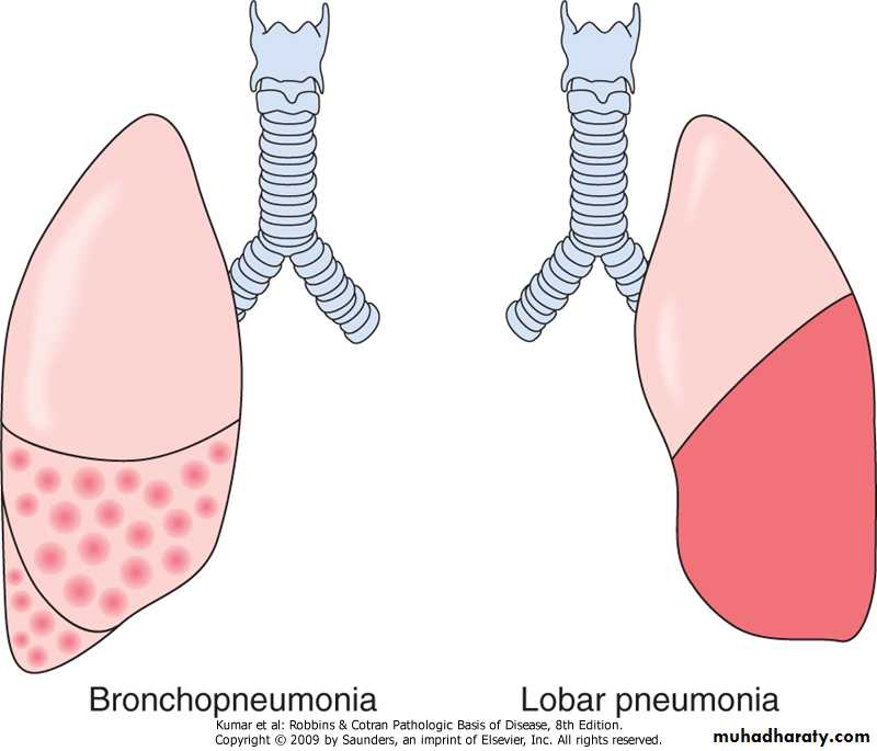 Respiratory System