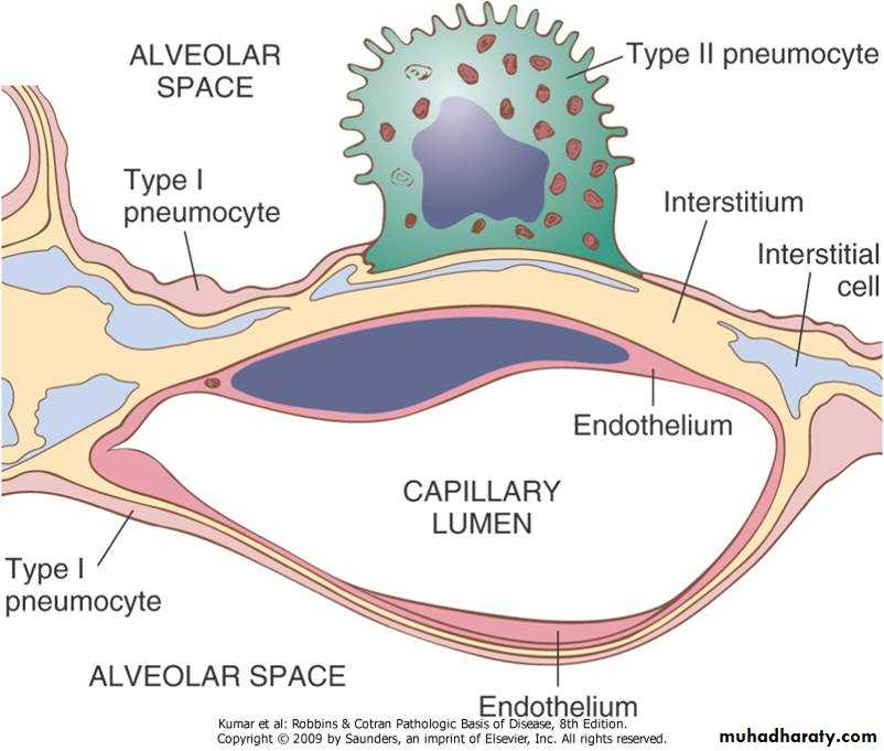 Respiratory System
