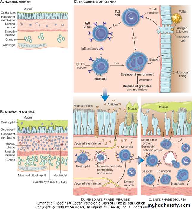 Respiratory System